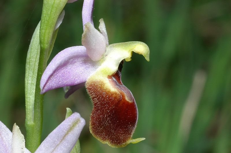 Le orchidee selvatiche spontanee di Ostia